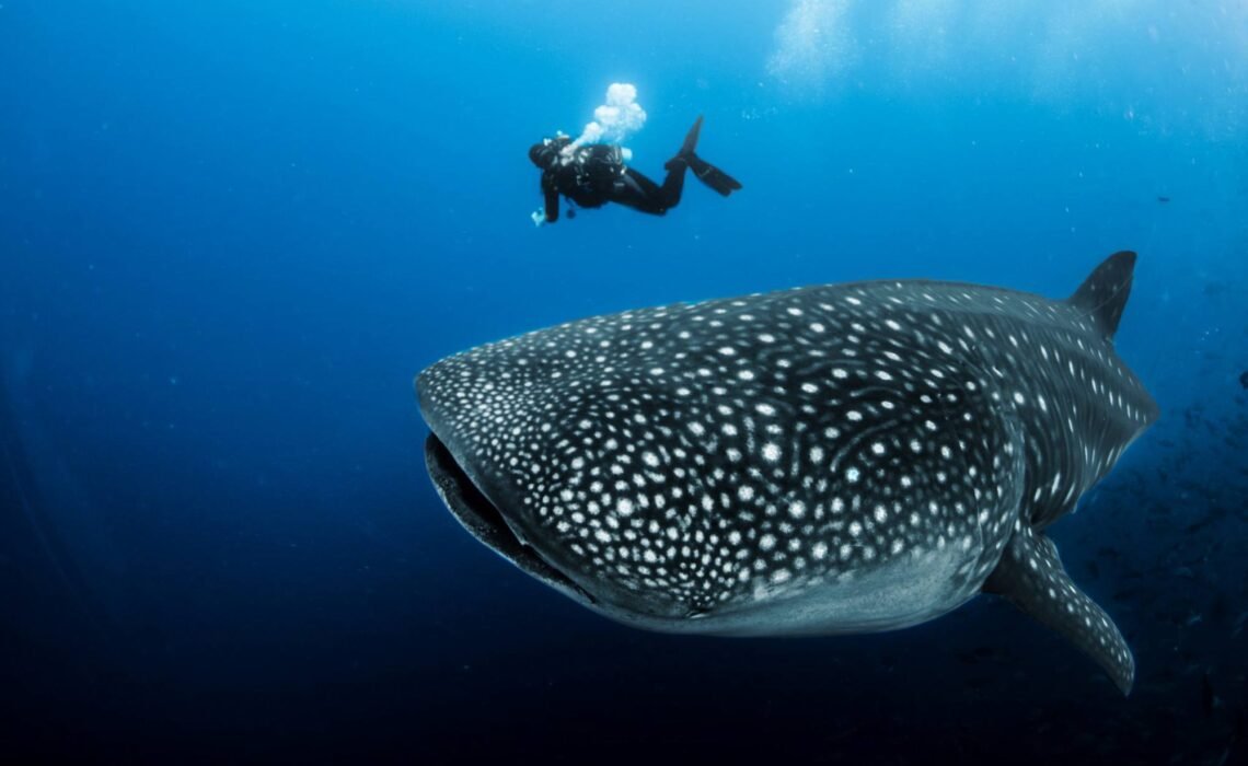 Día Internacional del Tiburón Ballena: Un llamado a la protección de nuestro gigante marino.