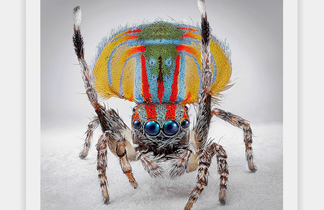 Próximamente en La Cometa Madrid!